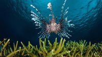 20180116-lionfish_row7488861647_1920x1080