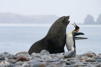 comedy-wildlife-photography-awards-winners-2019-14