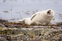 comedy-wildlife-photography-highly-commended-julie-hunt-2015